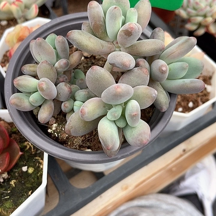 多肉植物苹果奶992