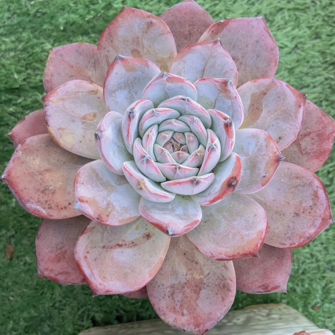 黑卡31176多肉植物