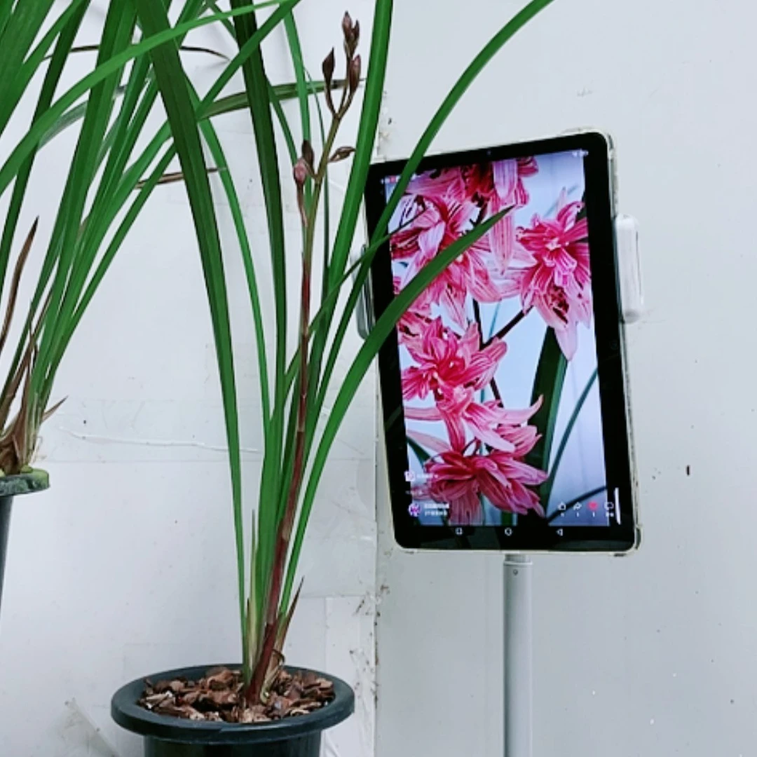 【闪购商品】当前无花朵，栽培后可花朵寒兰红奇