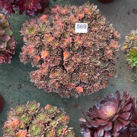 T****569甜茶朵朵多肉