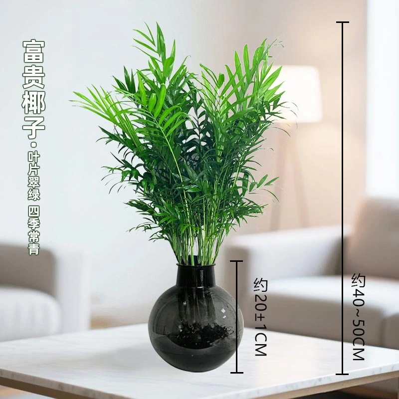 【富贵椰子】水培绿植室内桌面四季好养观叶盆栽（约40~50CM）