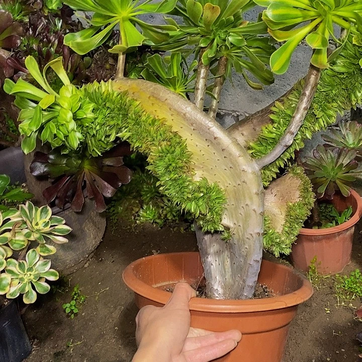 春***荣多肉植物保护研究所