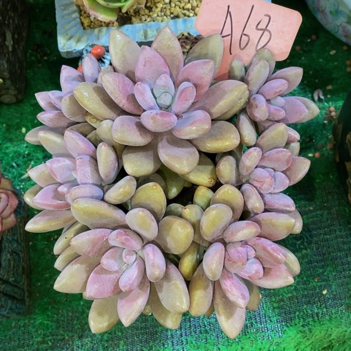 这一期太有意思咯好