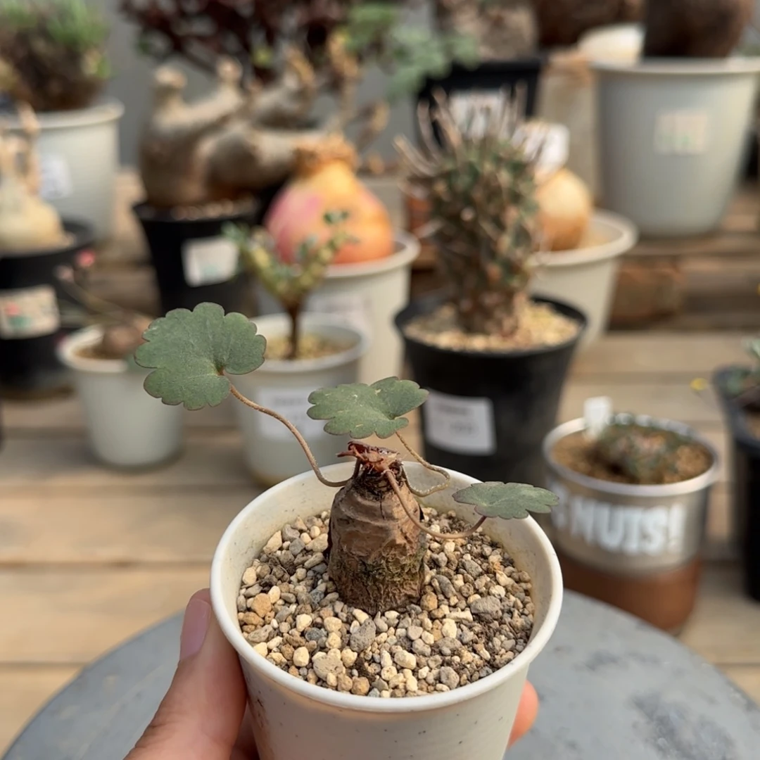 26肾叶洋葵不带盆