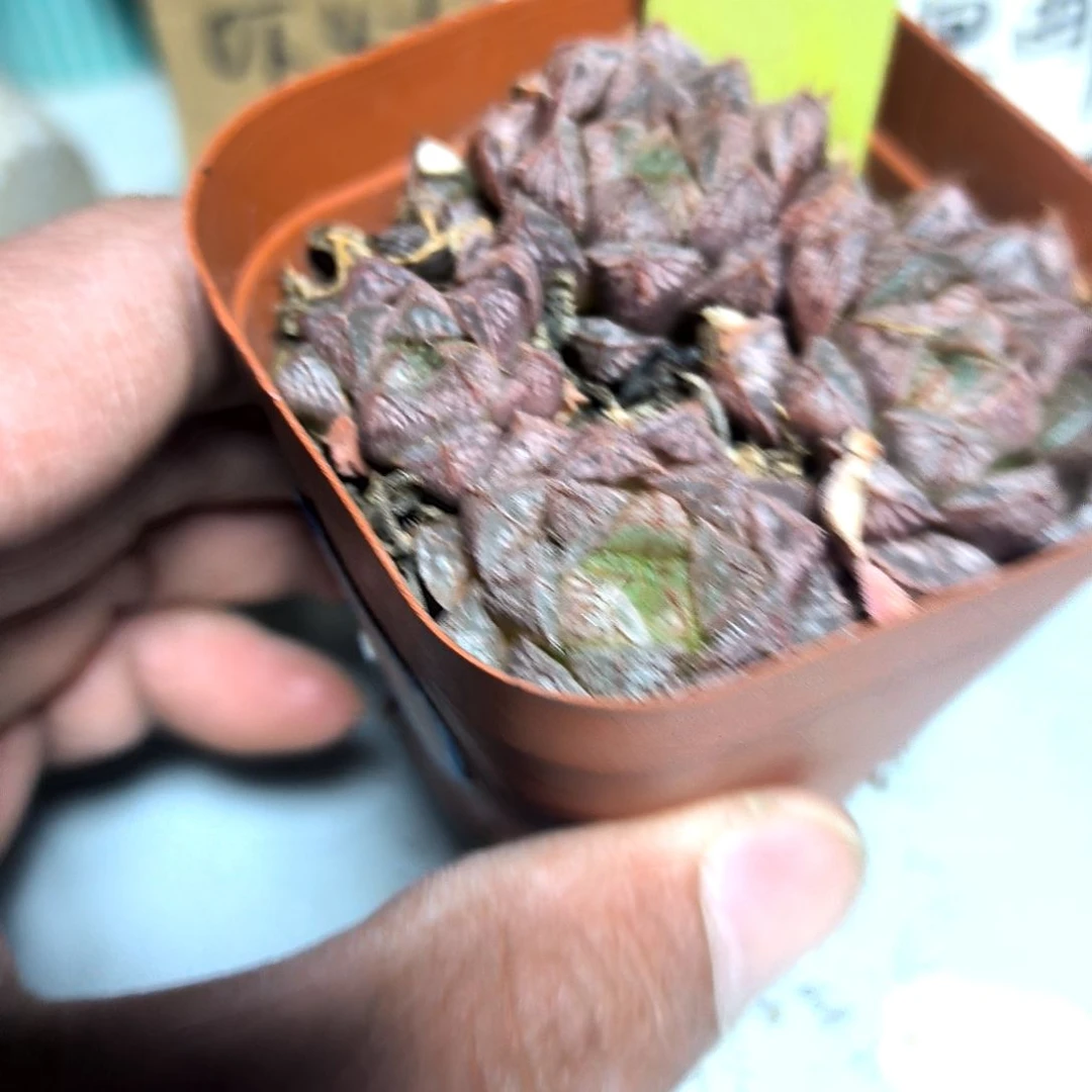 满6元包邮，#76号玉露方盆2/4头