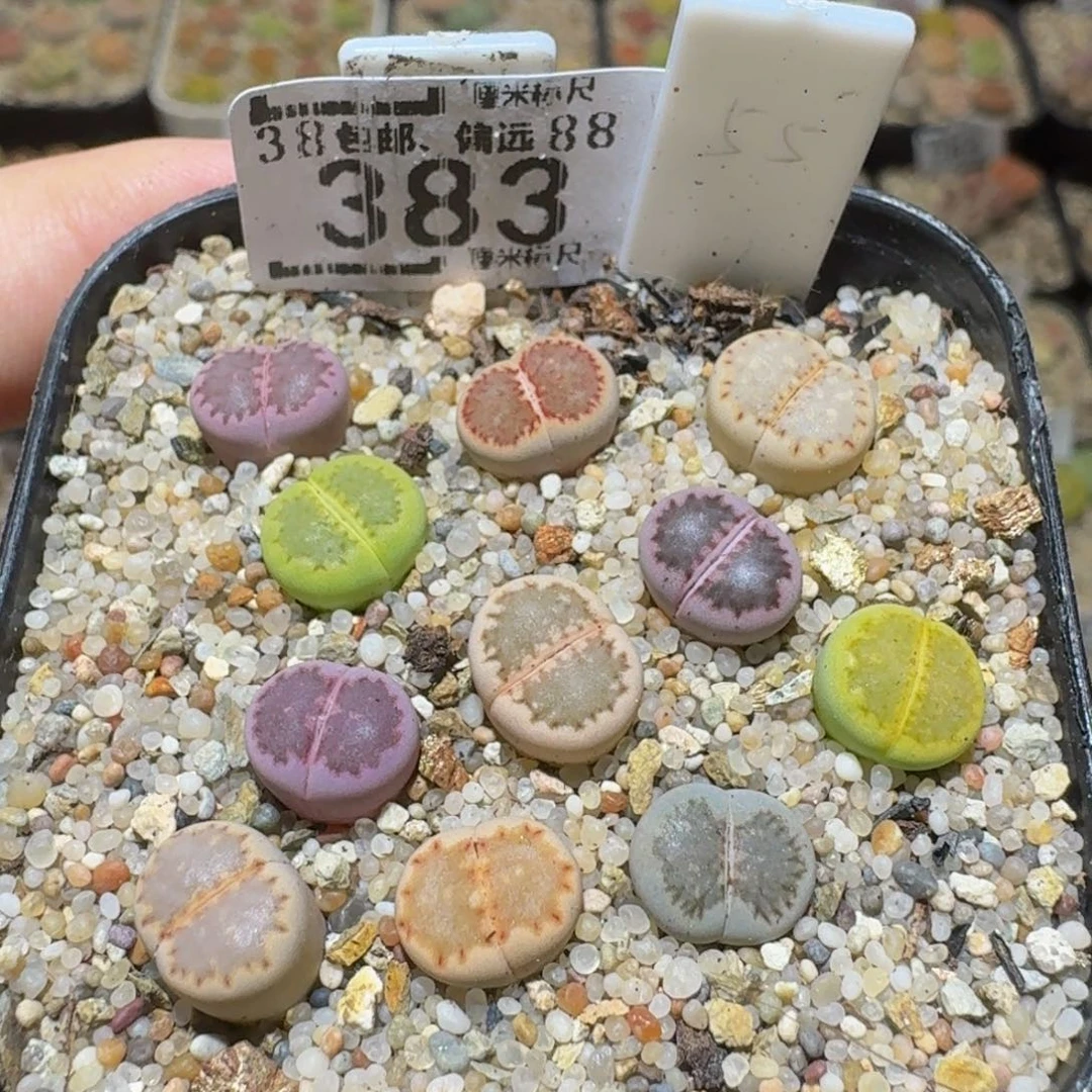 Sssss生石花肉锥383