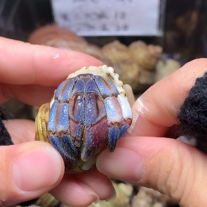 2.3口径奔跑的寄居蟹40