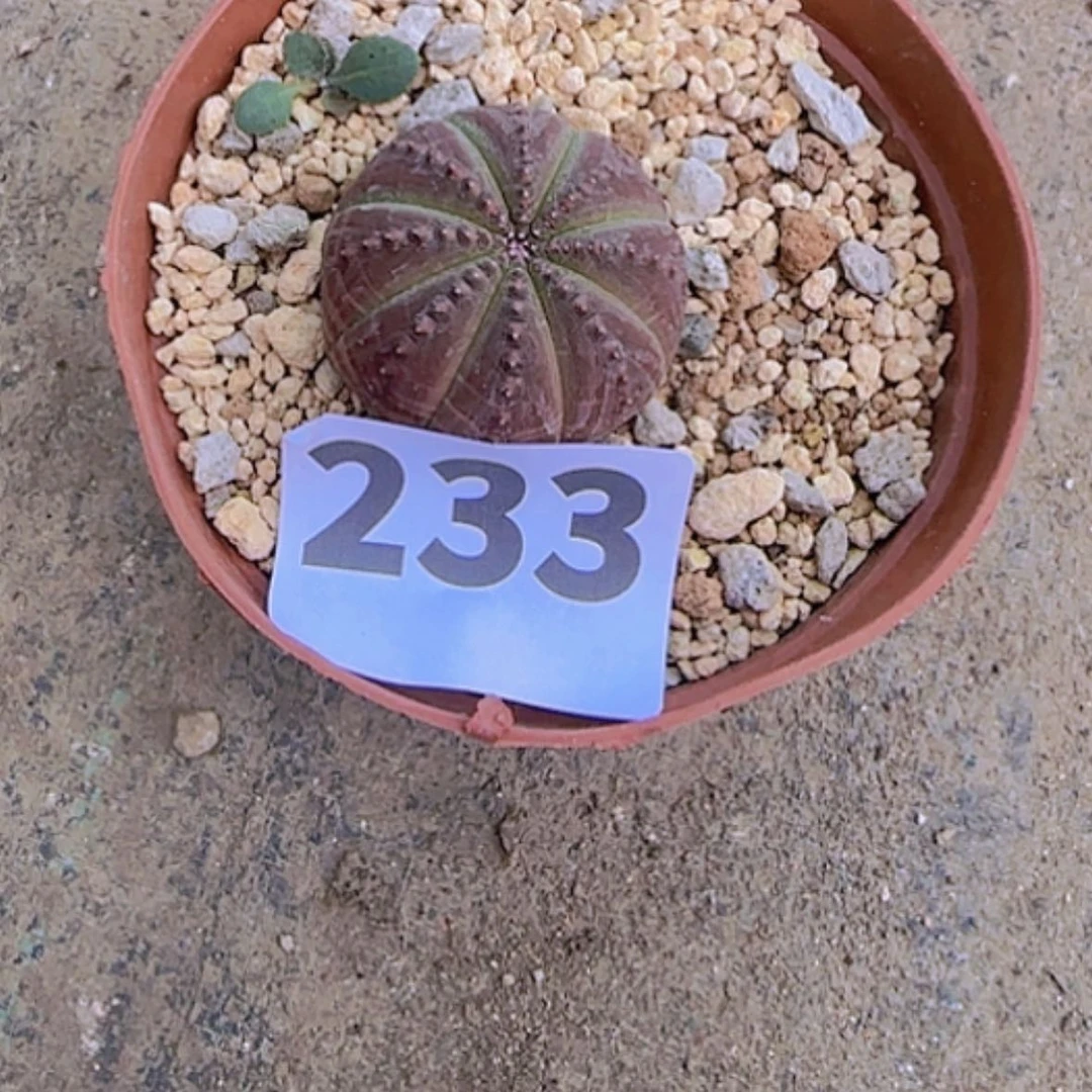 【闪购商品】没***贺块根植物