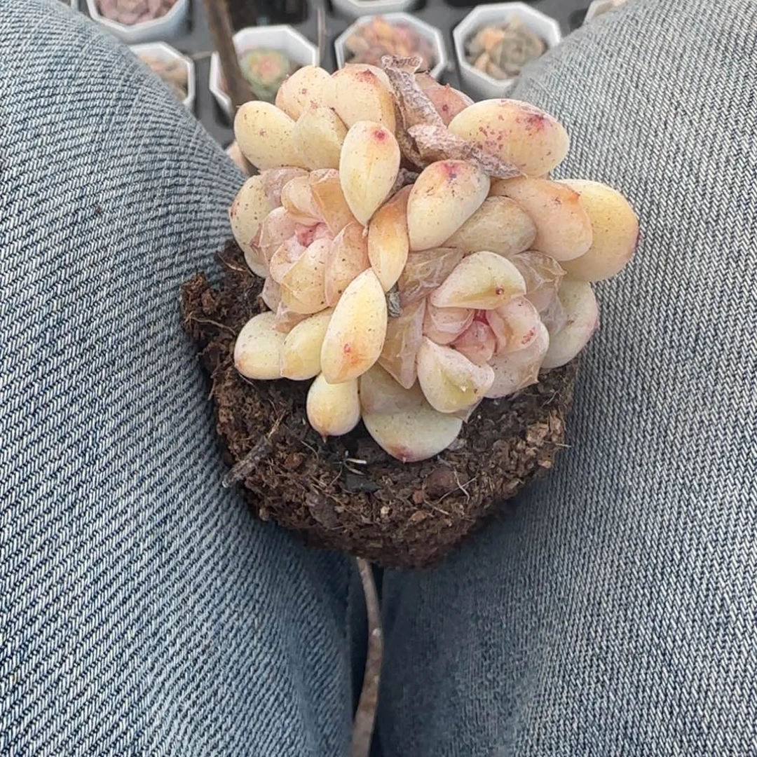 多肉小卡拉米糖心一物一拍