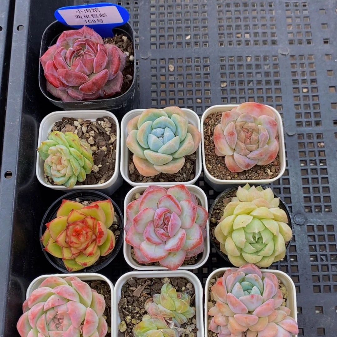 108 -精品美肉十个