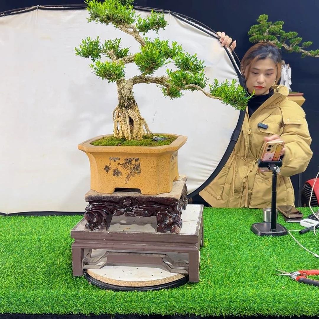 当前无花朵，栽培后可花朵果*