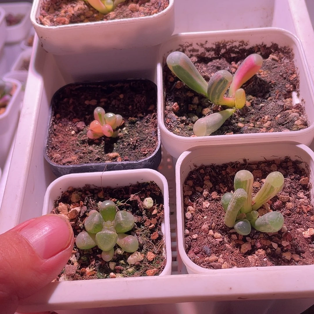 花***姐五十玲玉锦锦包邮特价