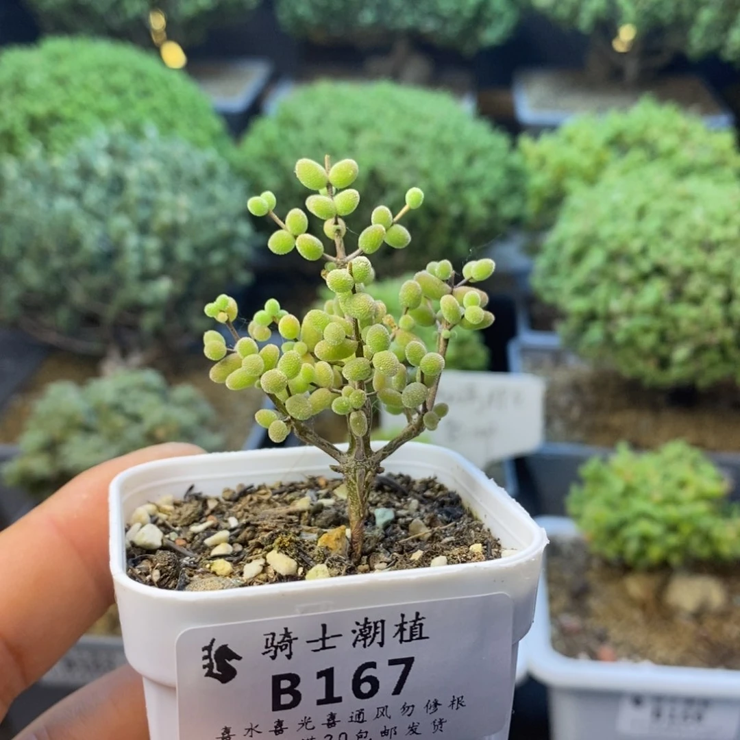 167实生糖豆米枝干