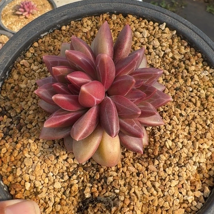 迷雾泡泡 双头 一物一拍