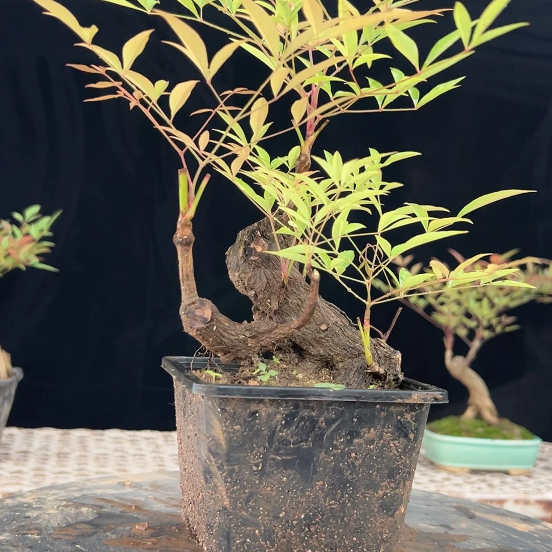 无花朵2222222222222