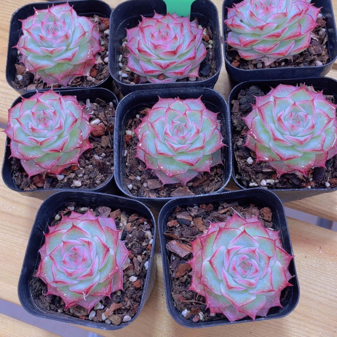 1138号 睫毛精品女王单头一个