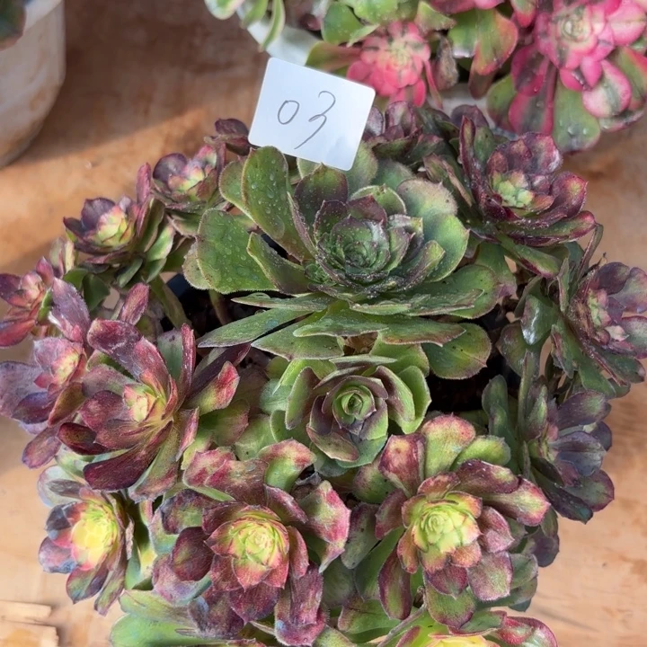 无花朵003特价海王七彩无售后