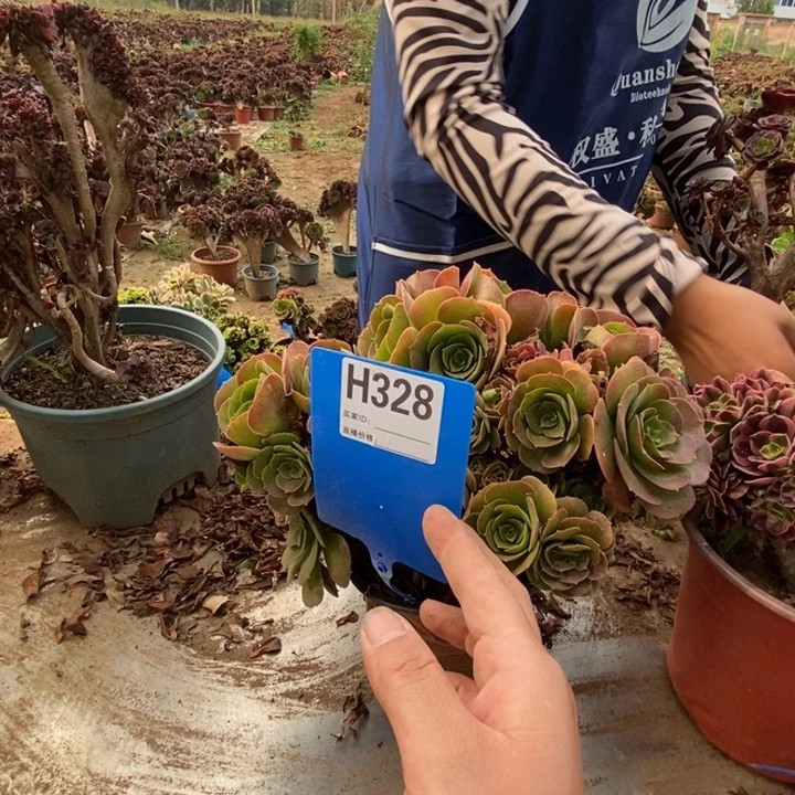 小***2328玫瑰缀化老桩老桩