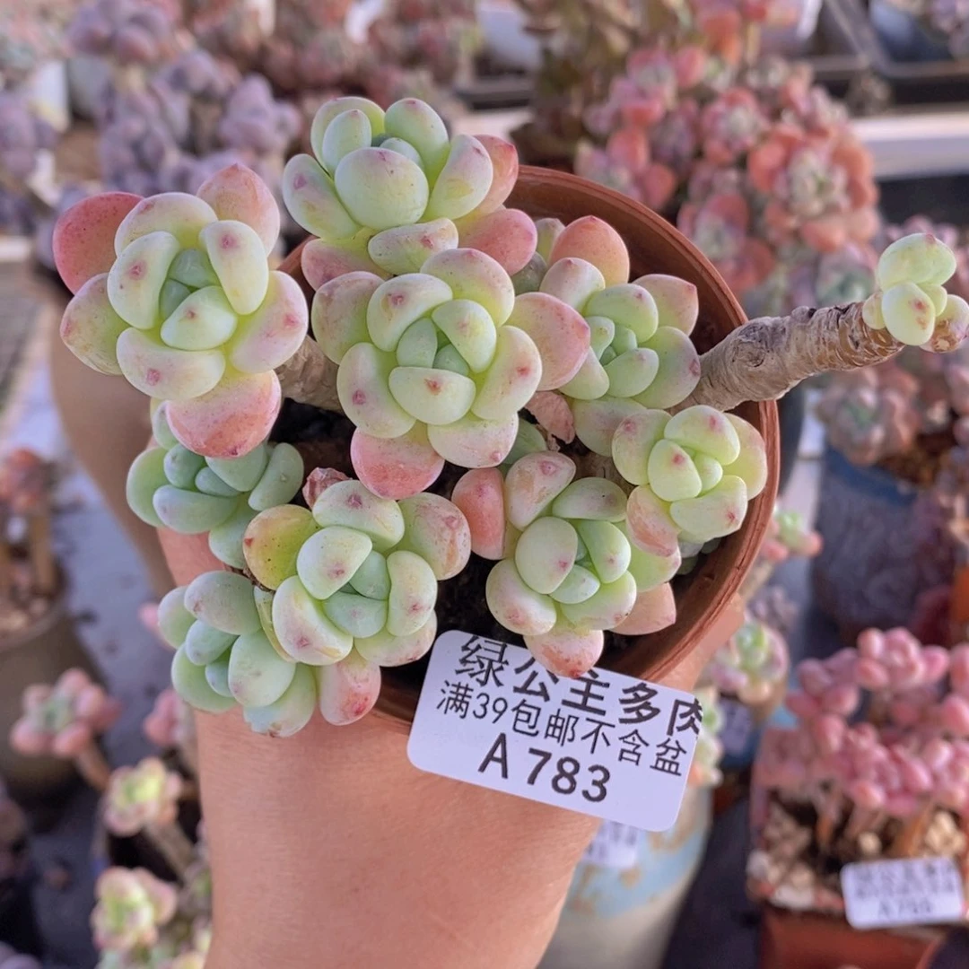 樱花罗琦老桩有砍8cm783多肉植物