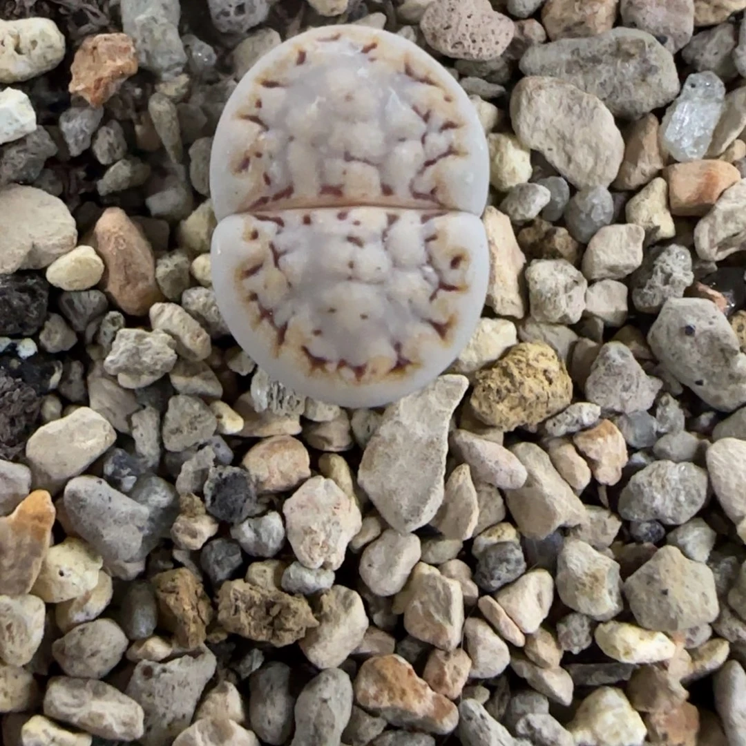 281 生石花大棚直播
