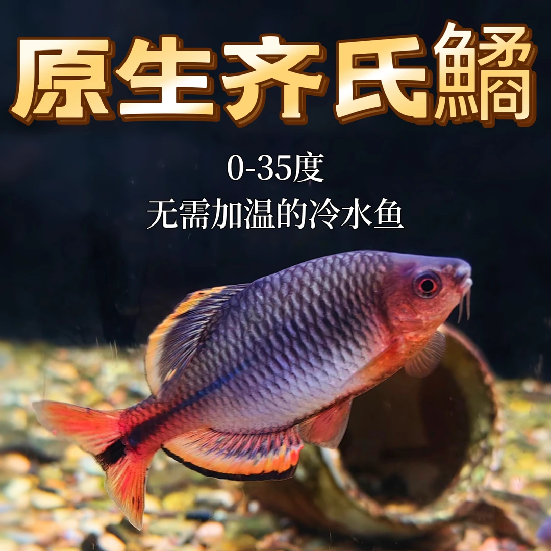 广齐氏鱊鳑鲏鱼原生态溪流缸鳑鲏鱼好养小型群游观赏鱼冷水鱼耐活