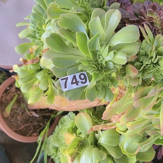 牟***白多肉植物一个法师