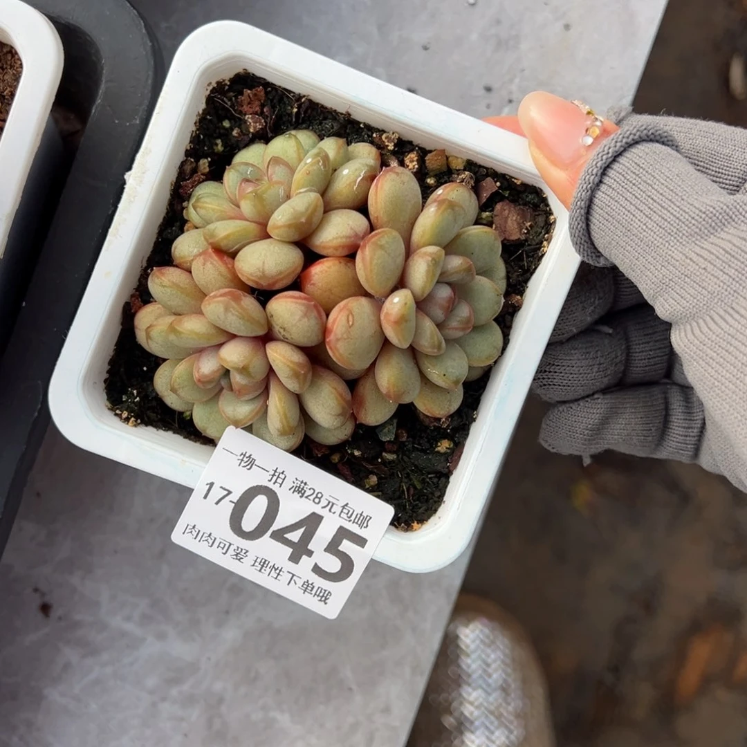 葡萄，多肉多肉多肉多肉