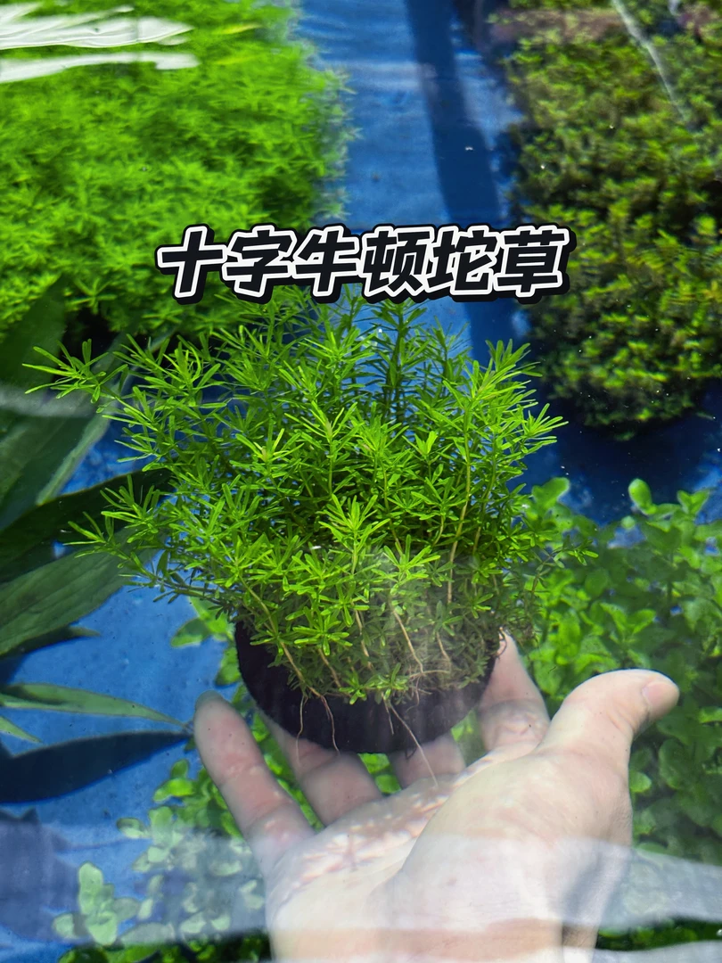 十字牛顿水草坨草 新手懒人水草 无需底砂前中景净化增氧造景水草