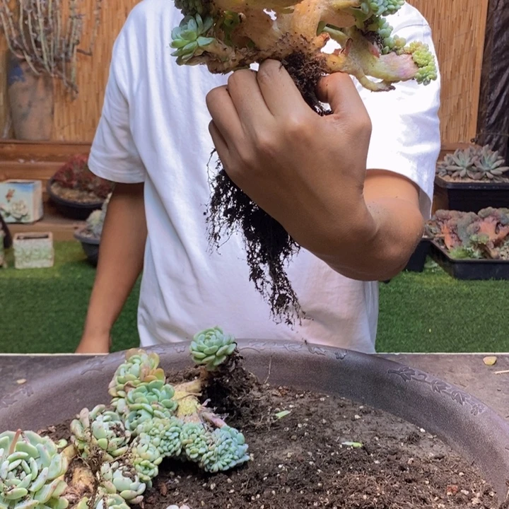小***，901 号白胖子多肉植物