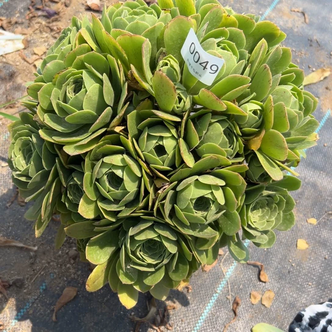 049多肉     绿玫瑰