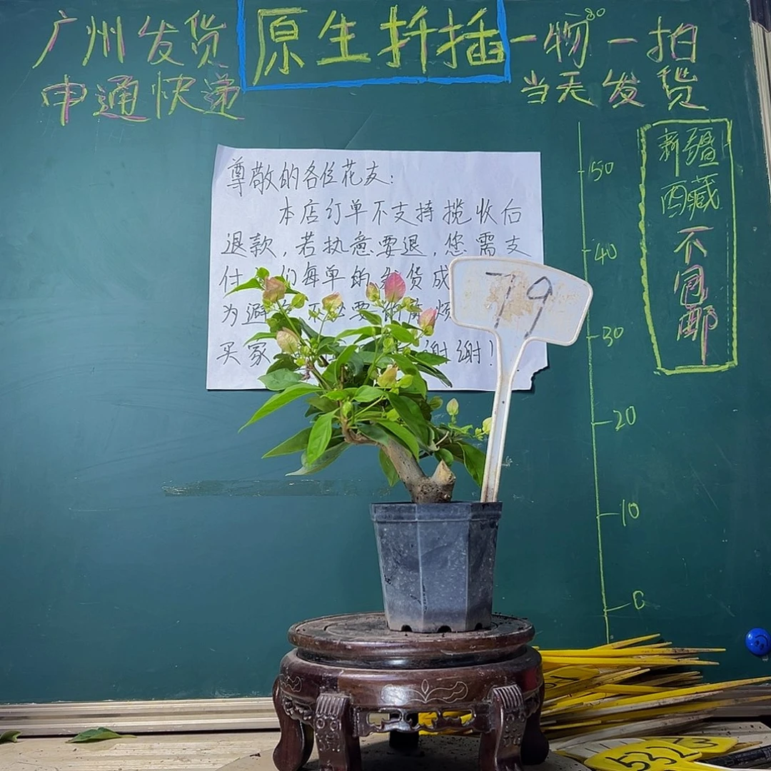 当前无花栽培后可以开花广红樱 大宝79