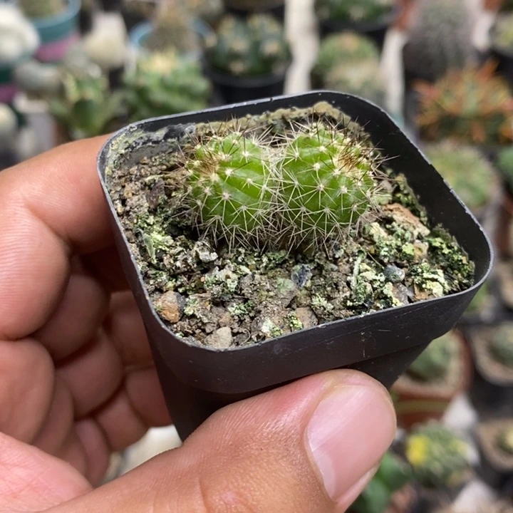 实生双头尤博球特价