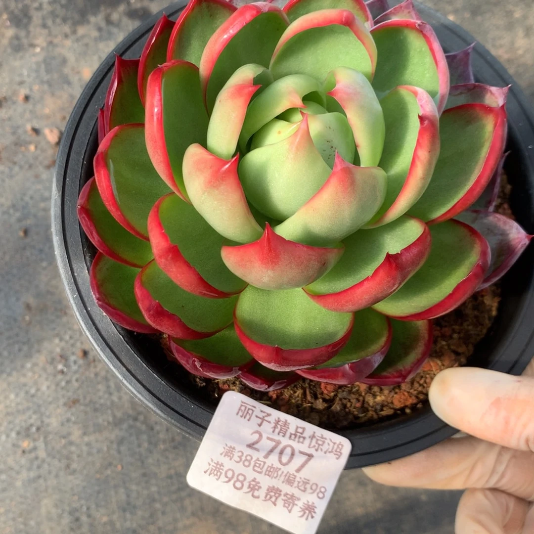 2707号多肉植物惊鸿11