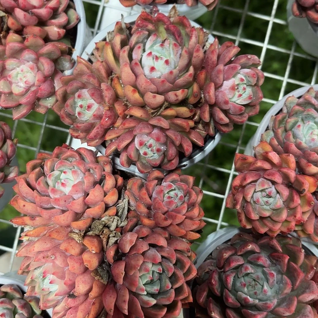 血燕小群9㎝盆参考