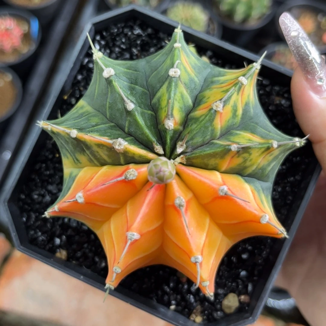 泰系肋骨锦 福利 带盆土8.7