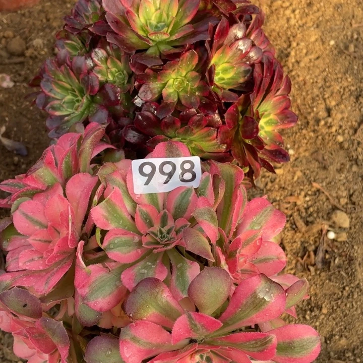 无花朵998多肉植物组合无售后