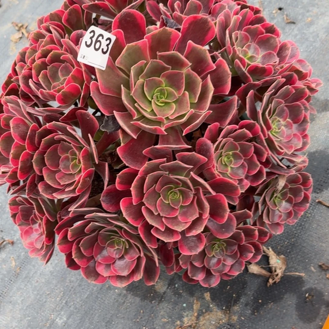 363超大凤冠多肉植物