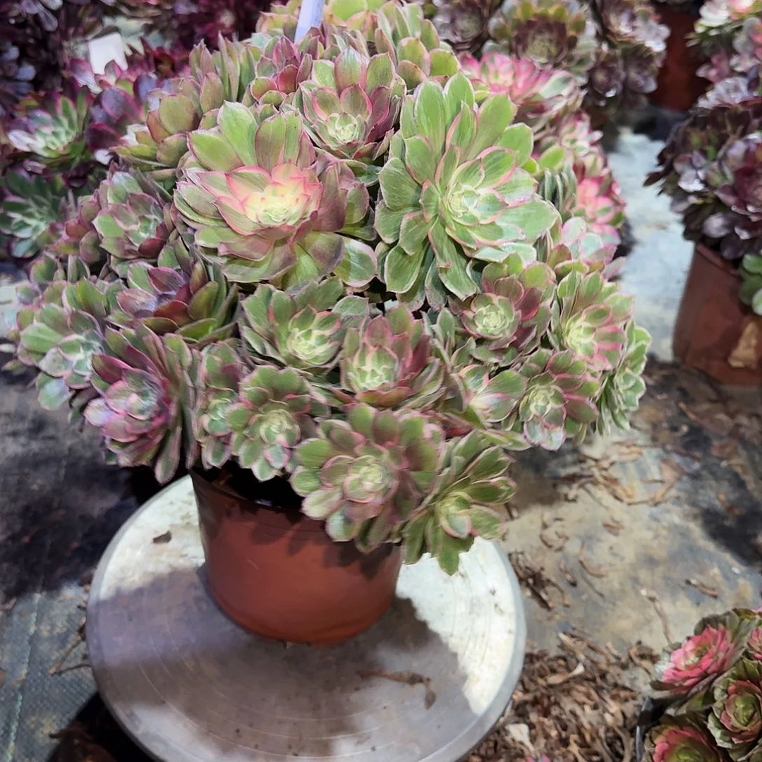 多肉植物莲花座674