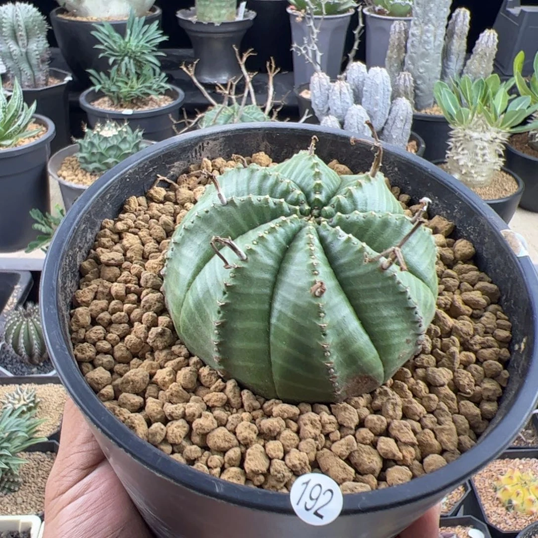 法丽达实生7.2一物一拍脱土发