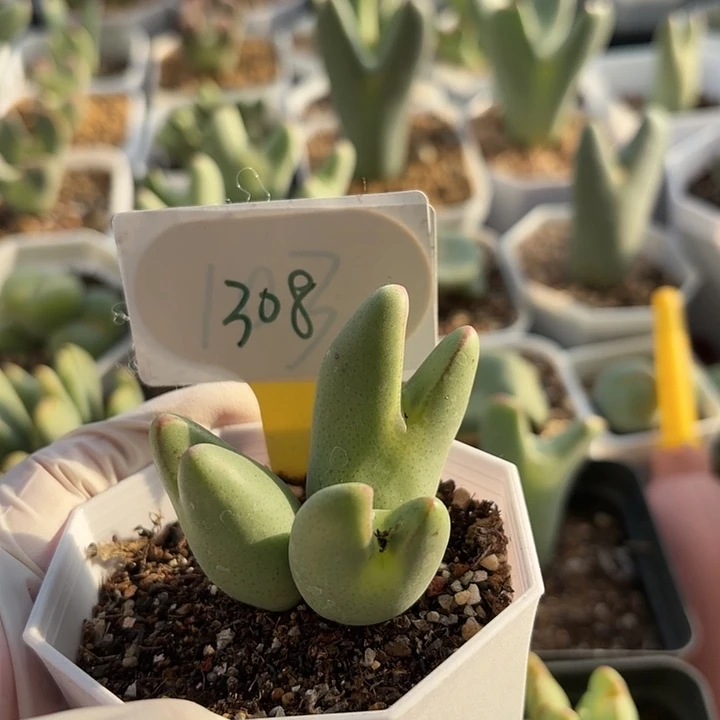 木***禾苹果手机在家里玩着