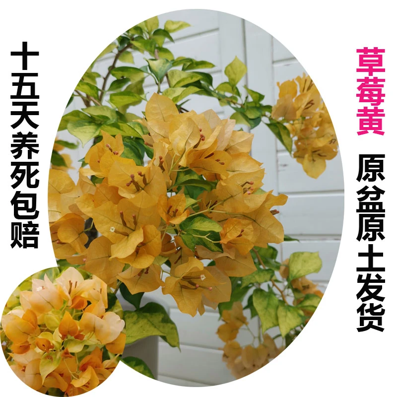 草莓黄(三角梅)原生大苗四季开花老桩爬藤植物