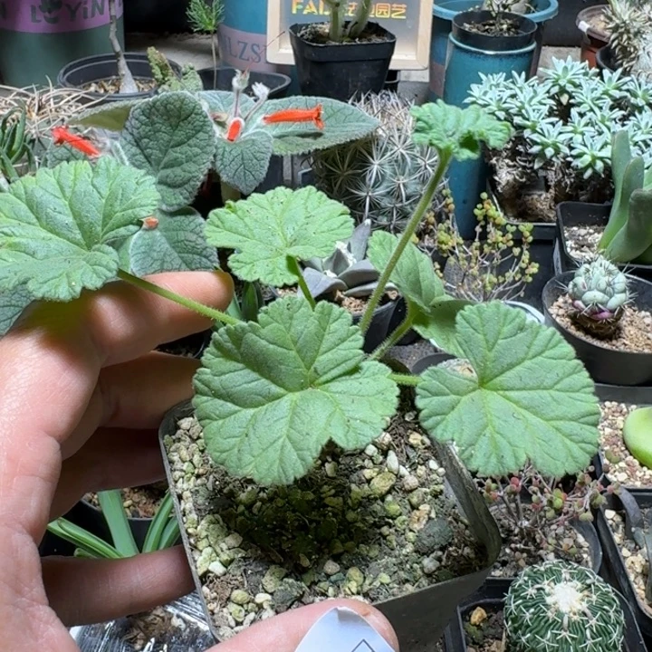 601香草冰激凌洋葵带盆发货一个随机