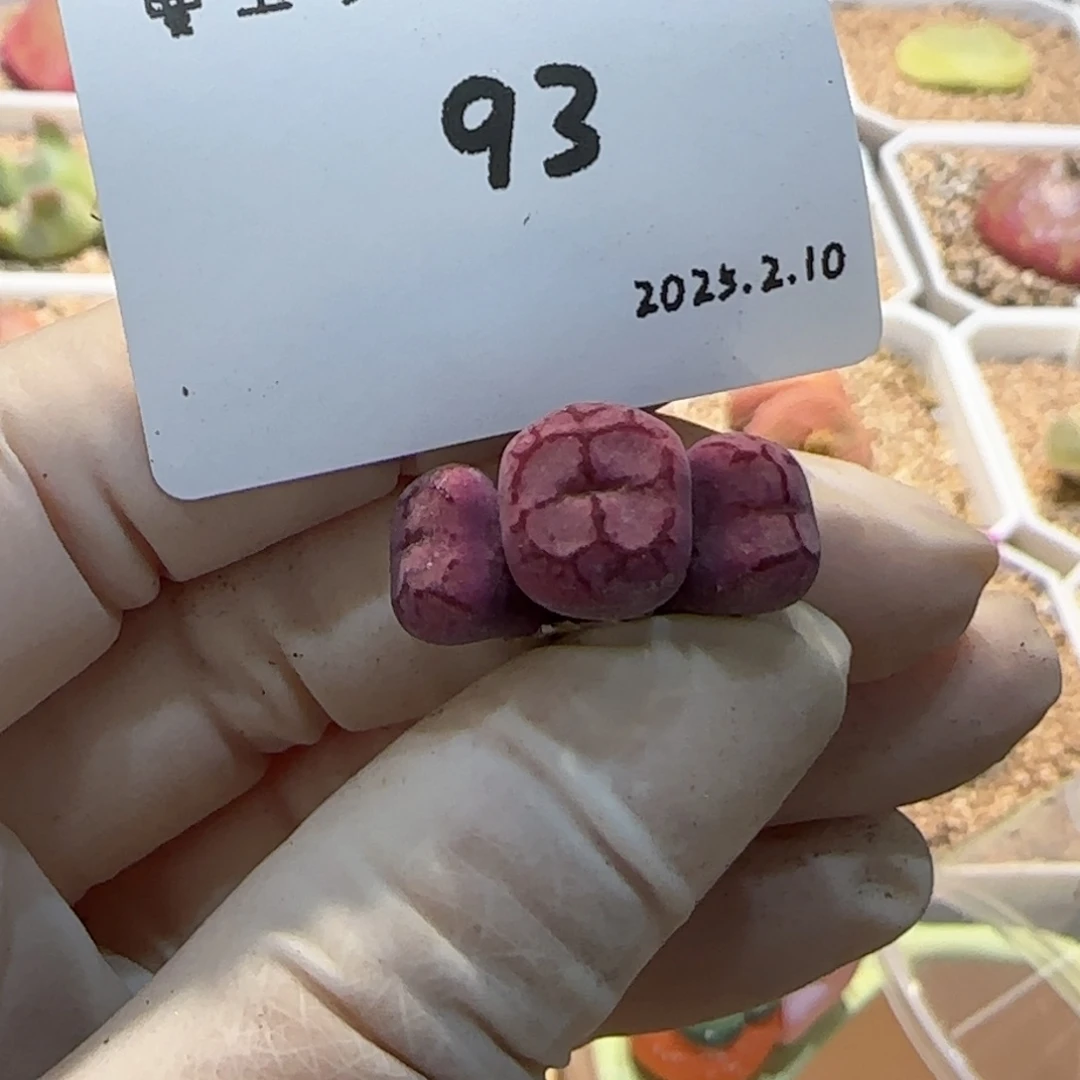 麦多肉多肉多肉2.10-093