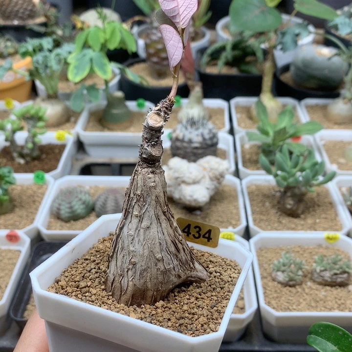 奇异油柑434号脱土