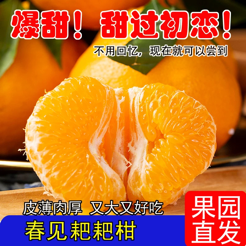 四川正宗春见耙耙柑果园现摘现发果肉一口爆汁皮薄鲜甜汁水多