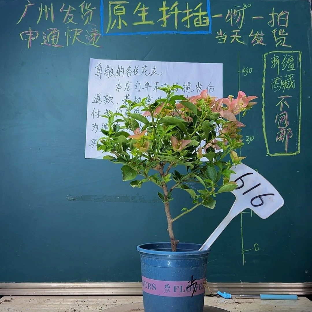 当前无花栽培后可以开花  卡亚塔  616