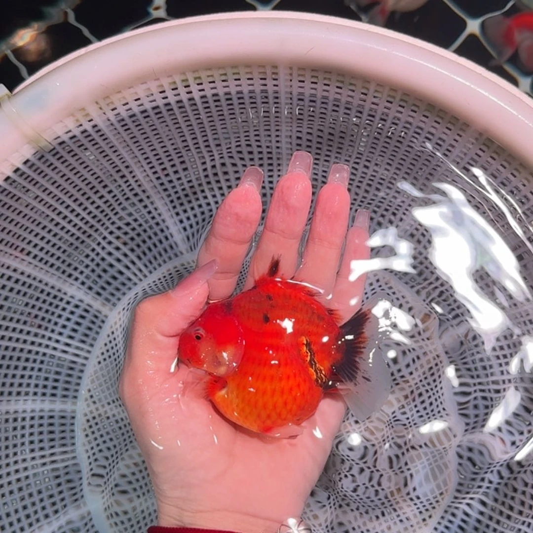 金鱼亚成红白短尾将军狮子