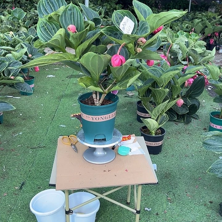 海***婷少量花朵（建议范围：2朵-5朵 或40%以下）