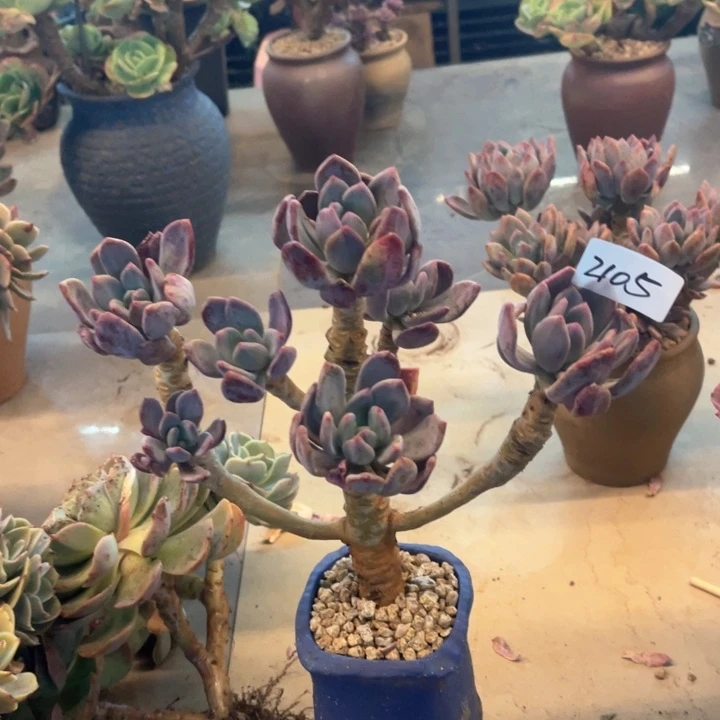 我***牛2105灰姑娘 CC多肉