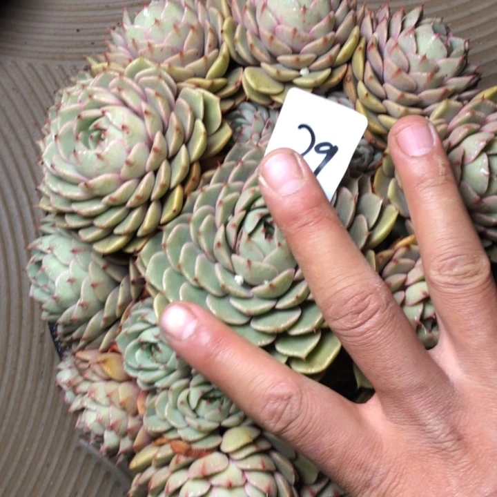 39//////////////////